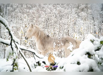 Berber, Stallion, 18 years, 14.3 hh, Gray-Dapple
