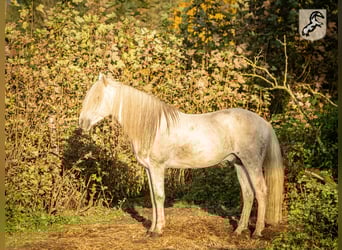 Berber, Stallion, 18 years, 14.3 hh, Gray-Dapple