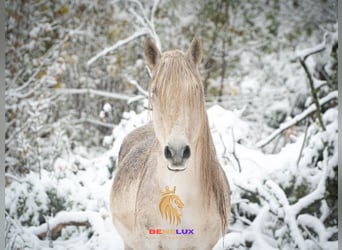 Berber, Stallion, 18 years, 14.3 hh, Gray-Dapple