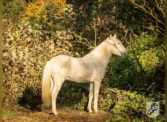 Berber, Stallion, 18 years, 14.3 hh, Gray-Dapple