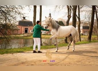 Berber, Stallion, 18 years, 14.3 hh, Gray-Dapple