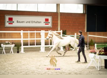 Berber, Stallion, 18 years, 14.3 hh, Gray-Dapple