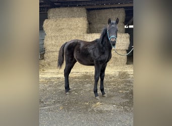 Berber, Stallion, 1 year, 11.1 hh, Black
