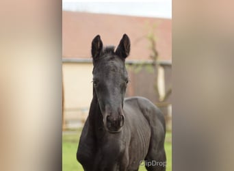 Berber, Stallion, 1 year, 11,1 hh, Black