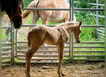 Berber, Stallion, 1 year, 13.1 hh, Buckskin