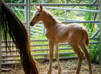 Berber, Stallion, 1 year, 13.1 hh, Buckskin