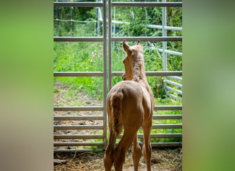 Berber, Stallion, 1 year, 13,1 hh, Buckskin