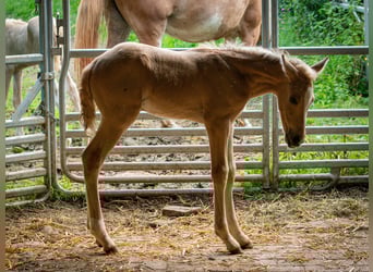 Berber, Stallion, 1 year, 13,1 hh, Buckskin