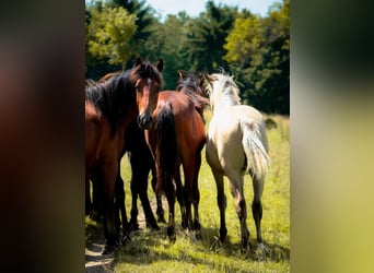 Berber, Stallion, 1 year, 13,1 hh, Buckskin