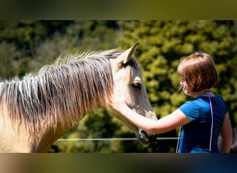 Berber, Stallion, 1 year, 13,1 hh, Buckskin