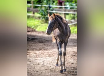 Berber, Stallion, 1 year, 14.3 hh