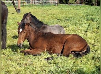 Berber, Stallion, 1 year, 15.1 hh, Brown