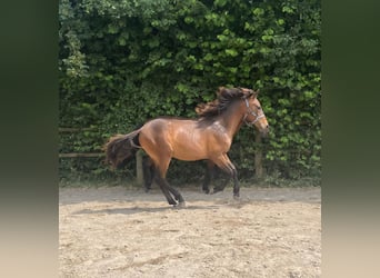 Berber, Stallion, 1 year, 15.1 hh, Brown