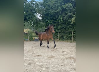 Berber, Stallion, 1 year, 15.1 hh, Brown