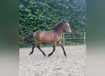 Berber, Stallion, 1 year, 15.1 hh, Brown