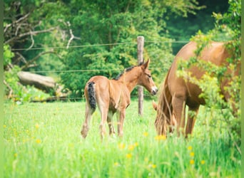 Berber, Stallion, 1 year, 15.1 hh, Brown