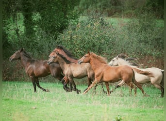 Berber, Stallion, 1 year, 15.1 hh, Chestnut-Red