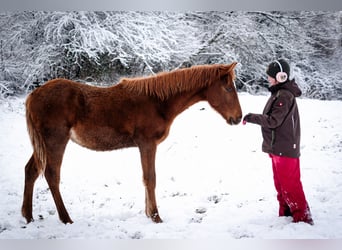 Berber, Stallion, 1 year, 15.1 hh, Chestnut-Red