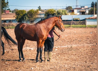 Berber, Hengst, 1 Jahr, 15,2 hh, Hellbrauner