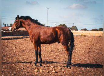 Berber, Hengst, 1 Jahr, 15,2 hh, Hellbrauner