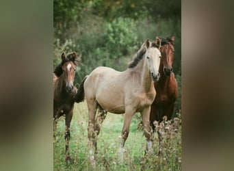 Berber, Stallion, 1 year, 15.2 hh, Buckskin