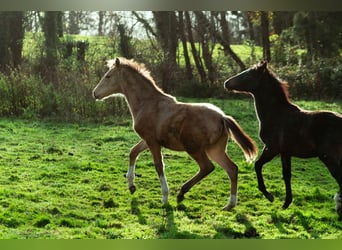 Berber, Stallion, 1 year, 15.2 hh, Buckskin