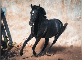 Berber, Hengst, 1 Jahr, 15,2 hh, Blauschimmel