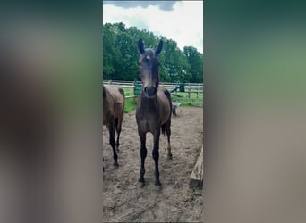 Berber, Stallion, 1 year, 15.2 hh