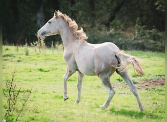Berber, Stallion, 1 year, 15 hh, Can be white