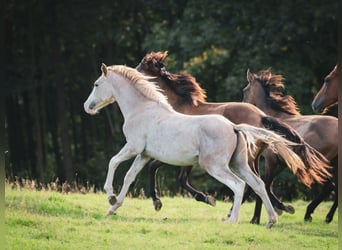 Berber, Stallion, 1 year, 15 hh, Can be white