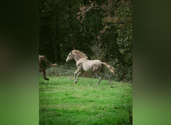 Berber, Stallion, 1 year, 15 hh, Can be white
