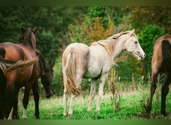 Berber, Stallion, 1 year, 15 hh, Can be white