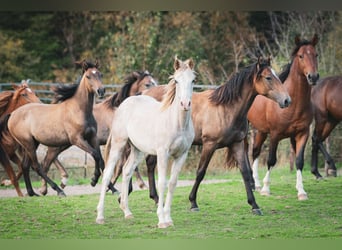 Berber, Stallion, 1 year, 15 hh, Can be white