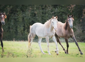 Berber, Stallion, 1 year, 15 hh, Can be white