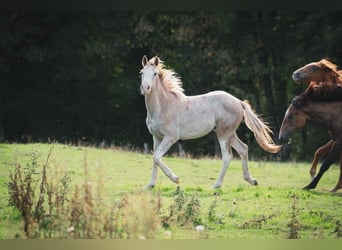 Berber, Stallion, 1 year, 15 hh, Can be white