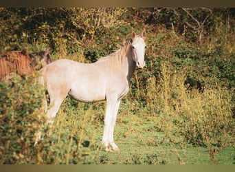 Berber, Stallion, 1 year, 15 hh, Can be white