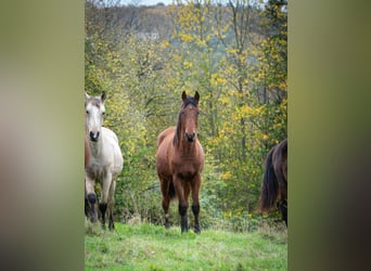 Berber, Stallion, 1 year, 15,1 hh, Brown