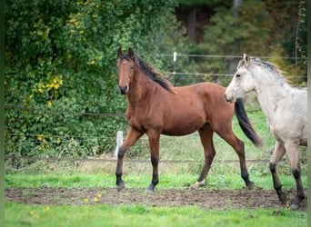 Berber, Stallion, 1 year, 15,1 hh, Brown