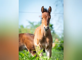 Berber, Stallion, 1 year, 15,1 hh, Brown