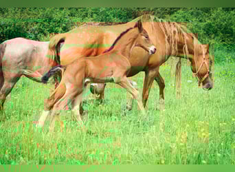 Berber, Stallion, 1 year, 15,1 hh, Brown