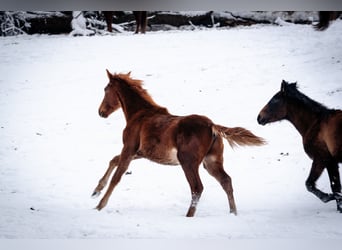 Berber, Stallion, 1 year, 15,1 hh, Chestnut-Red