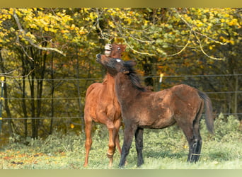 Berber, Stallion, 1 year, 15,1 hh, Chestnut-Red