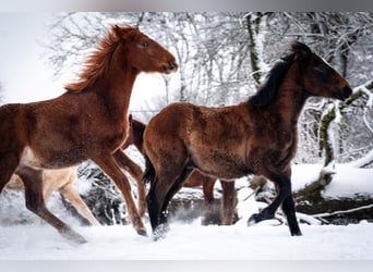 Berber, Stallion, 1 year, 15,1 hh, Chestnut-Red