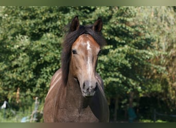 Berber, Stallion, 1 year, 15,1 hh, Gray