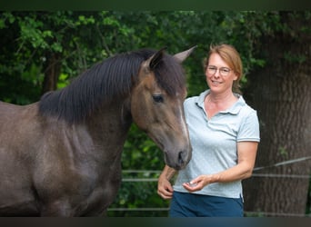 Berber, Stallion, 1 year, 15,1 hh, Gray
