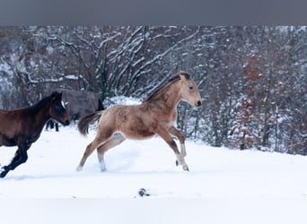 Berber, Stallion, 1 year, 15,2 hh, Buckskin