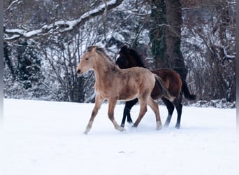 Berber, Stallion, 1 year, 15,2 hh, Buckskin