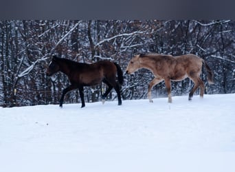Berber, Stallion, 1 year, 15,2 hh, Buckskin