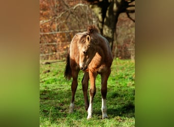 Berber, Stallion, 1 year, 15,2 hh, Buckskin