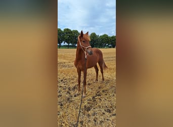 Berber, Stallion, 1 year, 15,2 hh, Chestnut-Red